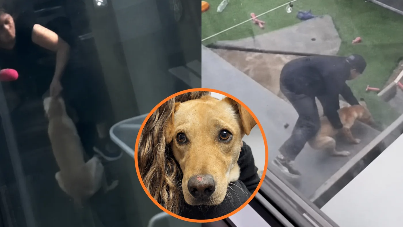 Princesa fue rescatada tras difundirse registro de maltrato animal en La Florida